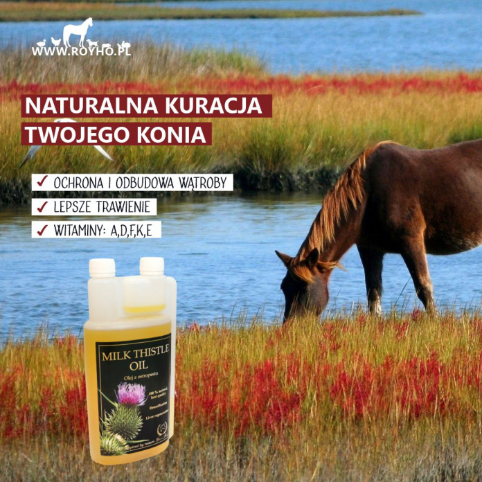 Olej z ostropestu - naturalna kuracja twojego konia